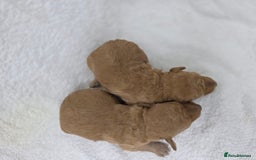 Miniature Poodle dogs for sale: 🐶✨ Stunning Mini Poodle Puppies ✨🐶 - Image 9
