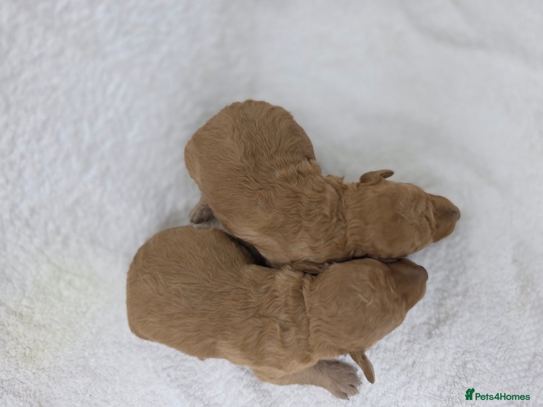 Miniature Poodle dogs for sale: 🐶✨ Stunning Mini Poodle Puppies ✨🐶 - Image 9