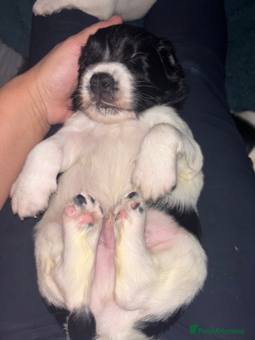 English Springer Spaniel dogs for sale: Fun whistle trained and crate clean by 8 weeks   - Advert 13
