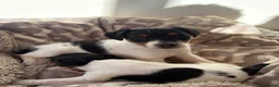 Jack Russell dogs for sale: 2x Jack Russell Puppies Left in Buxton - Advert 2