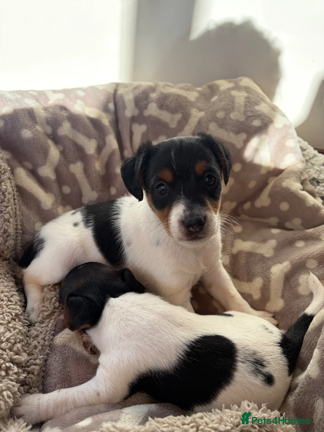 Jack Russell dogs for sale: 2x Jack Russell Puppies Left in Buxton - Advert 2