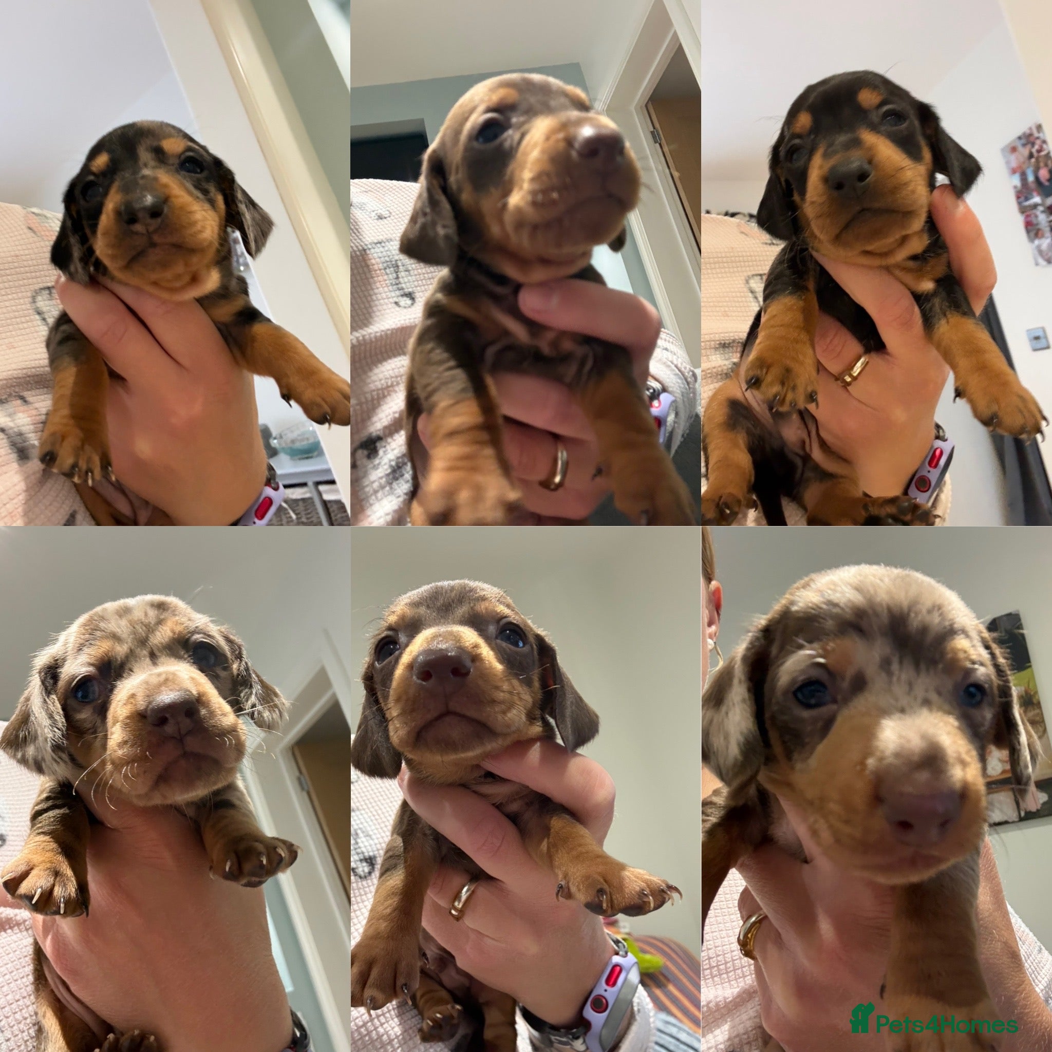 Miniature Dachshund dogs 6 Beautiful Purebred Miniature Dachshunds  - Advert 2