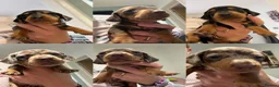 Miniature Dachshund dogs for sale: 6 Beautiful Purebred Miniature Dachshunds  - Advert 1
