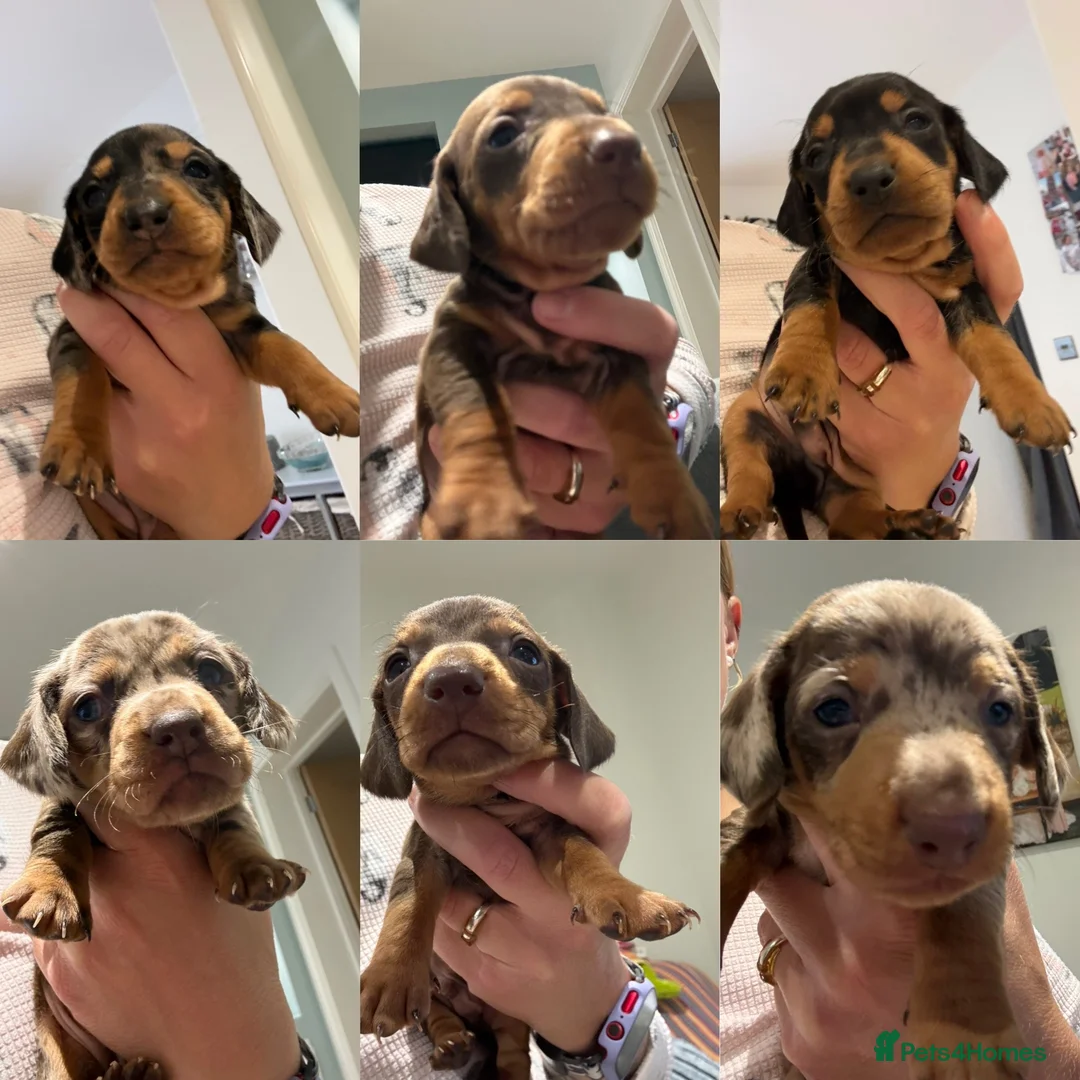 Miniature Dachshund dogs for sale: 6 Beautiful Purebred Miniature Dachshunds  - Advert 1