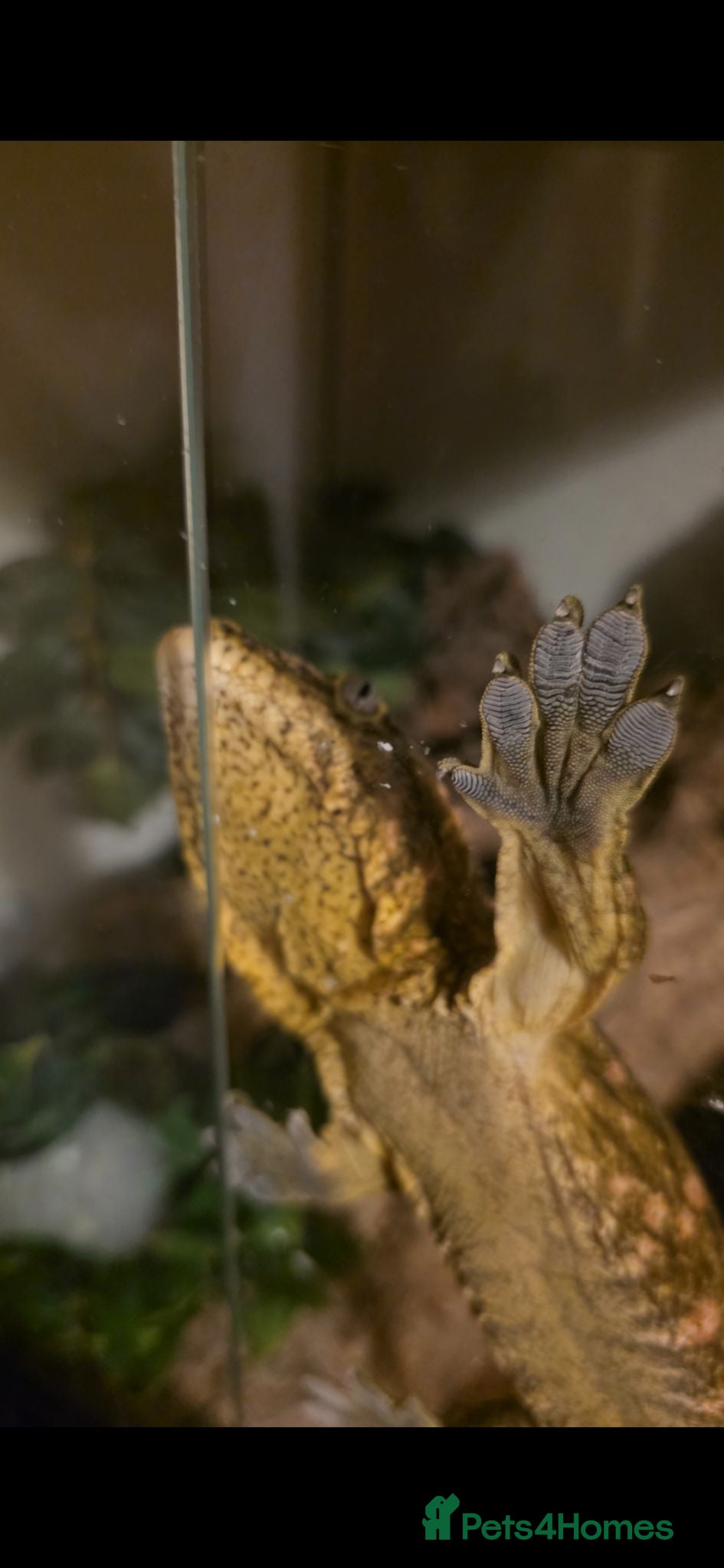Gecko reptiles Leachianus Gecko for sale  - Advert 2