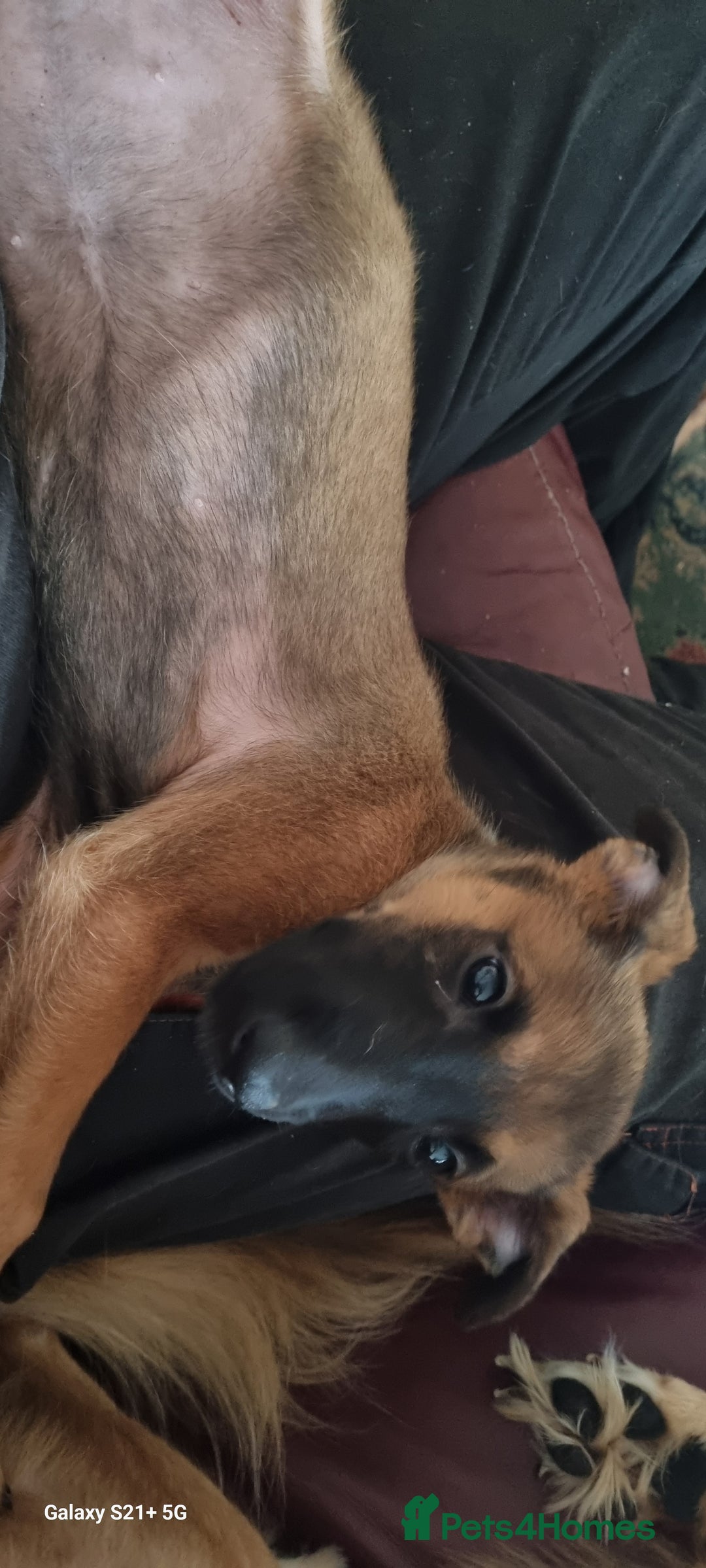 Mixed Breed dogs for sale: Belgian mally x saluki pups  - Image 10