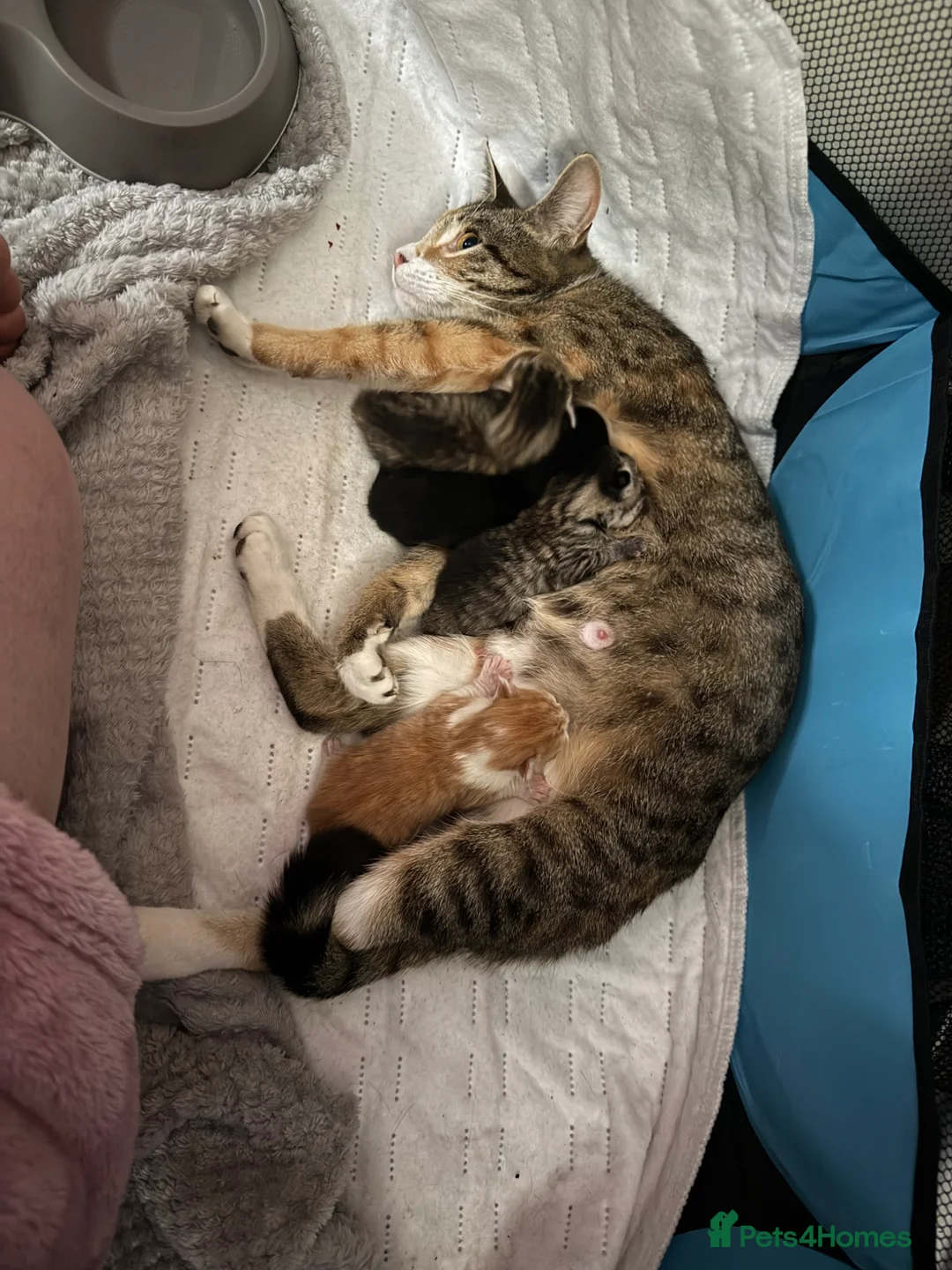 Mixed Breed cats for sale: Three adorable girl kittens ready 17th may - Advert 2