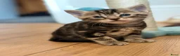 Mixed Breed cats for sale: 5 beautiful kittens  - Advert 21