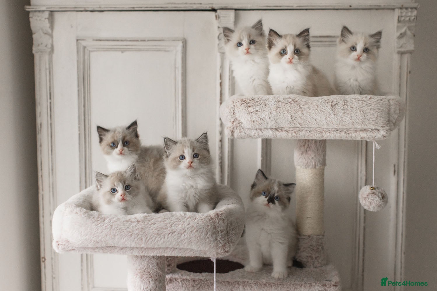 Ragdoll cats Bicolour and Lynx Ragdoll kittens - Advert 6