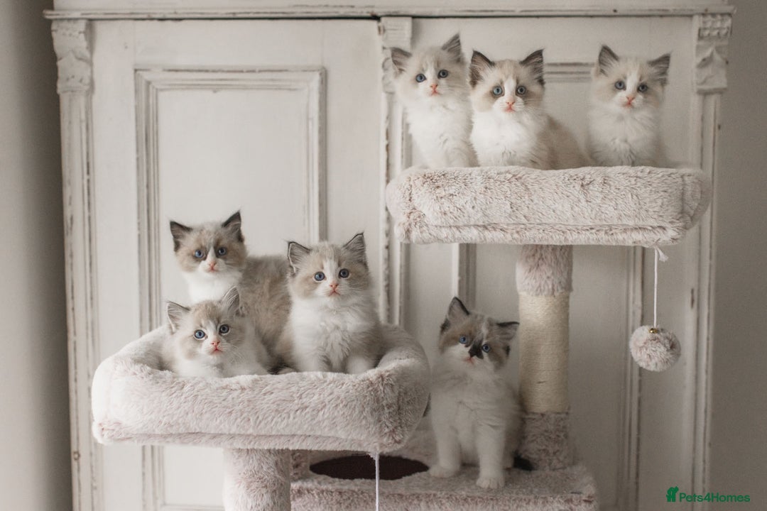 Ragdoll cats for sale: Bicolour and Lynx Ragdoll kittens - Advert 1