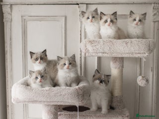 Ragdoll cats Bicolour and Lynx Ragdoll kittens - Advert 6