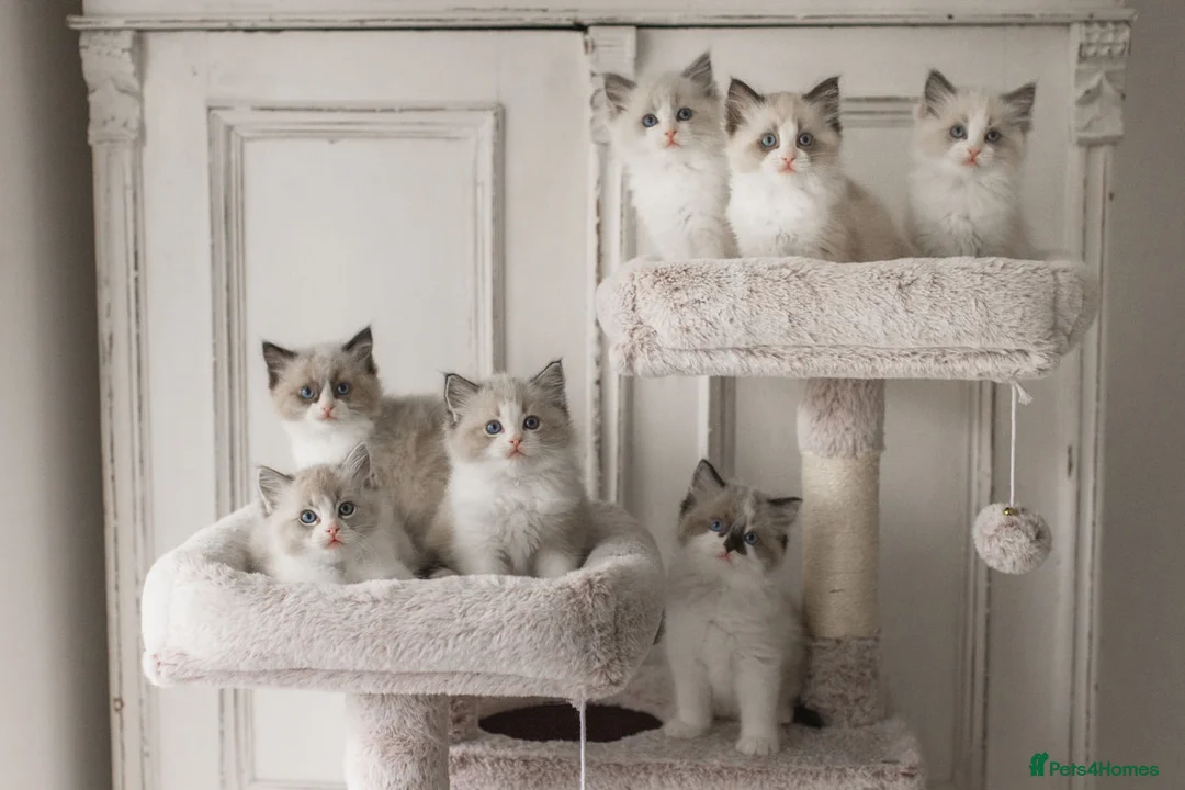 Ragdoll cats for sale: Last Blue Bicolour Ragdoll female available  - Advert 7