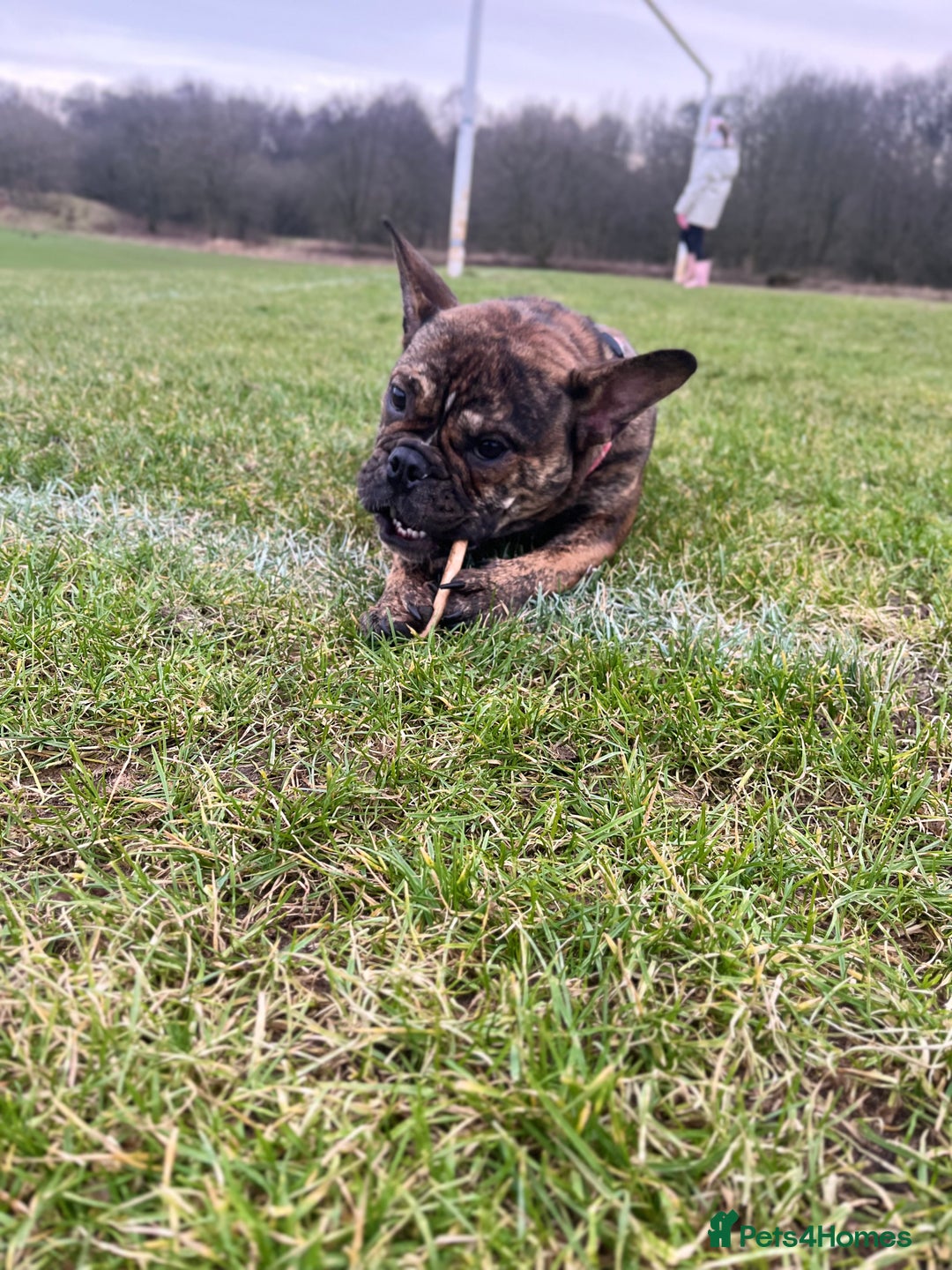 Mixed Breed dogs for sale: 2 year old Minnie  - Advert 3