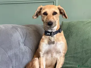 Mixed Breed dogs Border terrier x Schanuzer Penny - Advert 1