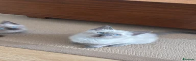 Ragdoll 1