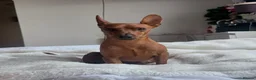 Miniature Pinscher dogs for sale: Miniature Pinscher Girl Puppy Last One Available🐶 - Advert 10