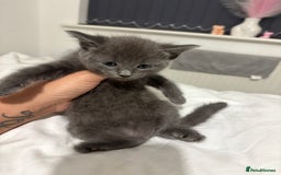 British Shorthair cats for sale: Grey kittens  - Image 6
