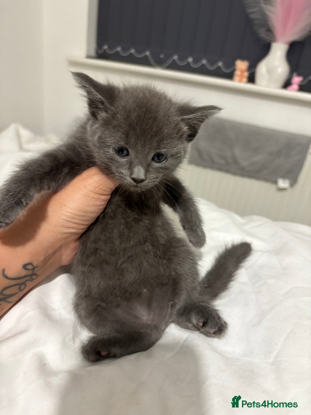 British Shorthair cats for sale: Grey kittens  - Image 6