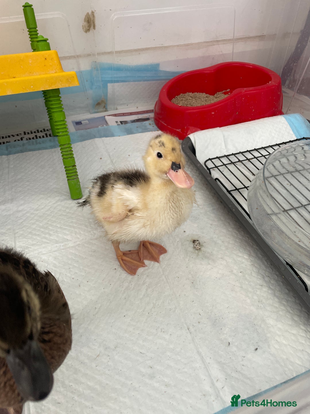 Ducks poultry for sale: Call duck  - Image 1