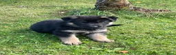 German Shepherd dogs for sale: STRAIGHT BACKED WORKING / PROTECTION DOGS - Advert 6