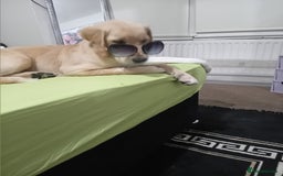 Golden Retriever dogs for sale: For sale Golden retriever  - Image 5