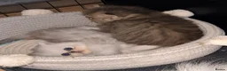 Persian cats for sale: Stunning Persian chinchilla kittens  - Advert 16