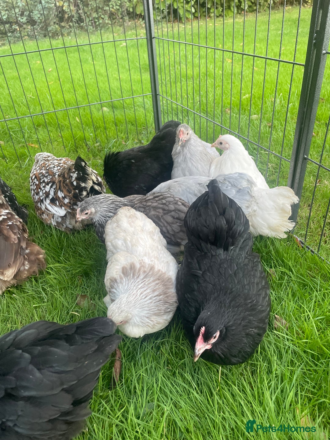 Chickens poultry for sale: Pekins - Image 4