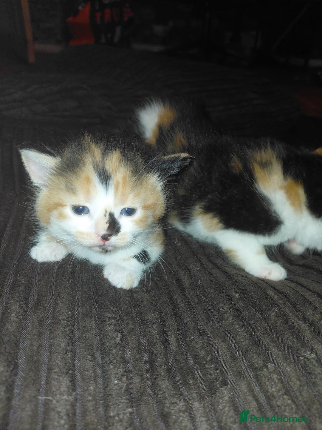 British Longhair cats for sale: Kittens  in Walsall - Advert 2