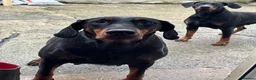 Dobermann dogs for sale: Dobberman  - Advert 1