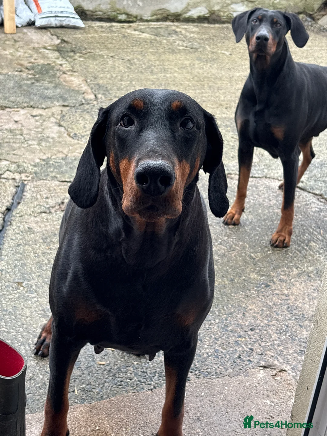 Dobermann dogs for sale: Dobberman  - Advert 1