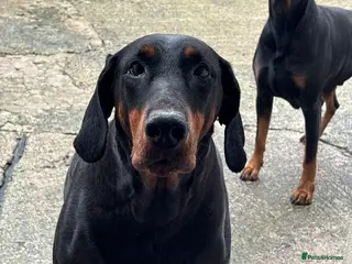 Dobermann dogs Dobberman - Advert 16