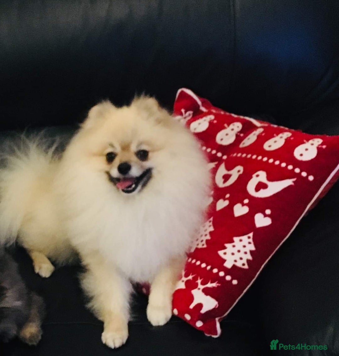 Pomeranian dogs for sale: Beautiful Full Pedigree Pomeranians - Image 13