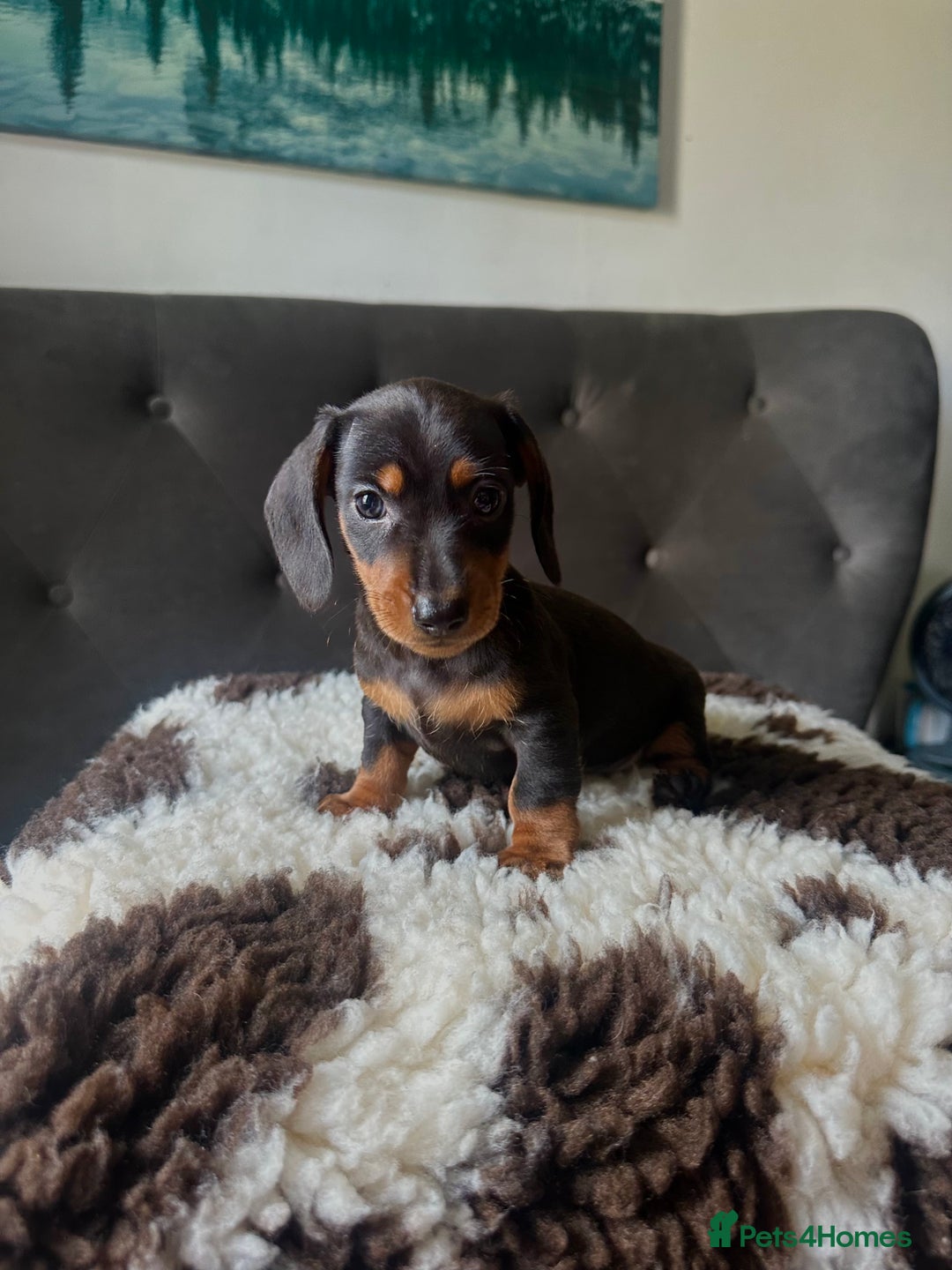 Miniature Dachshund dogs for sale: Short-haired Miniature Dachshunds  - Image 6
