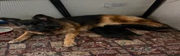 German Shepherd dogs for sale: Germany Sheperd long hair - Advert 4