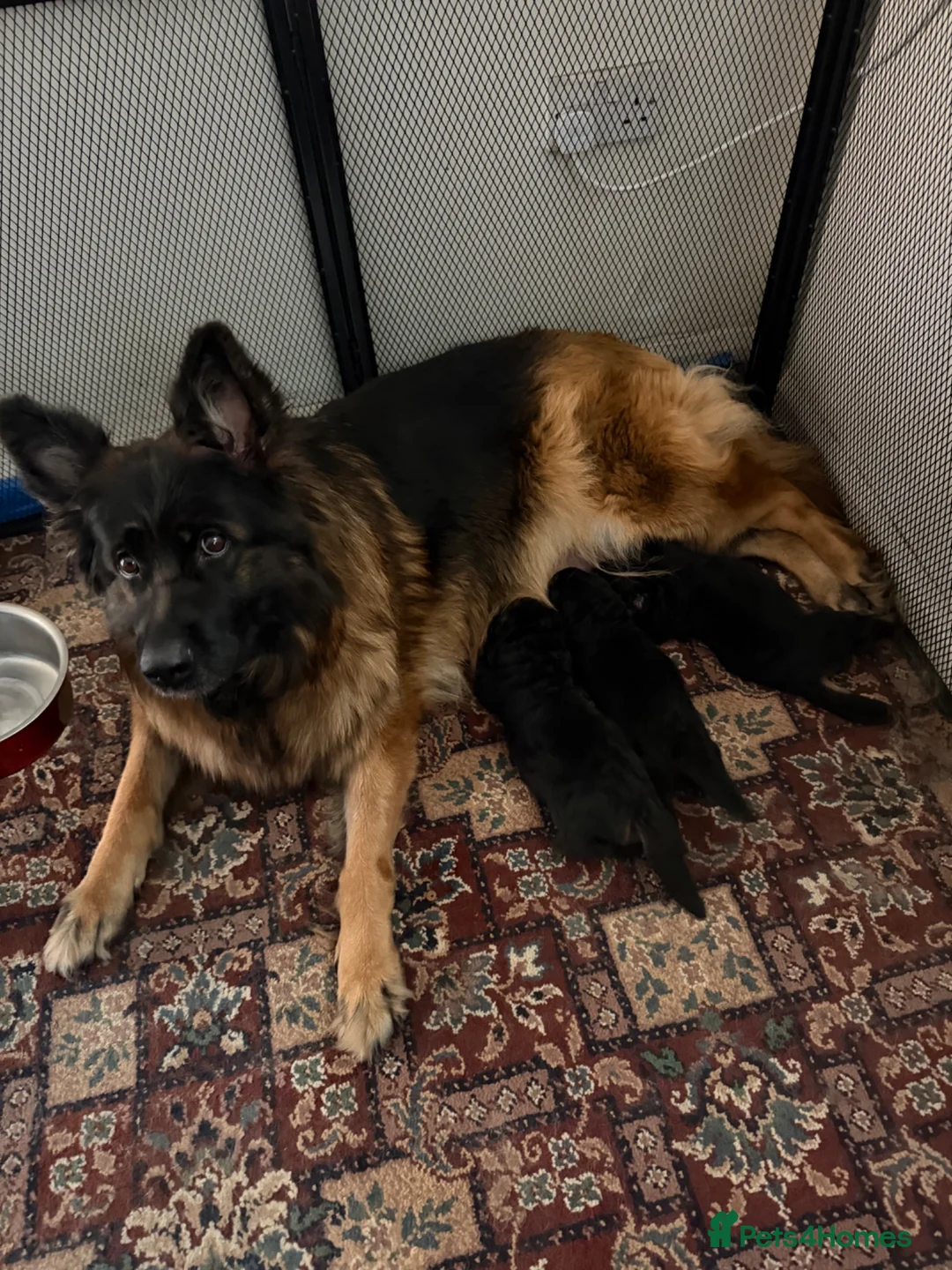 German Shepherd dogs for sale: Germany Sheperd long hair - Advert 4