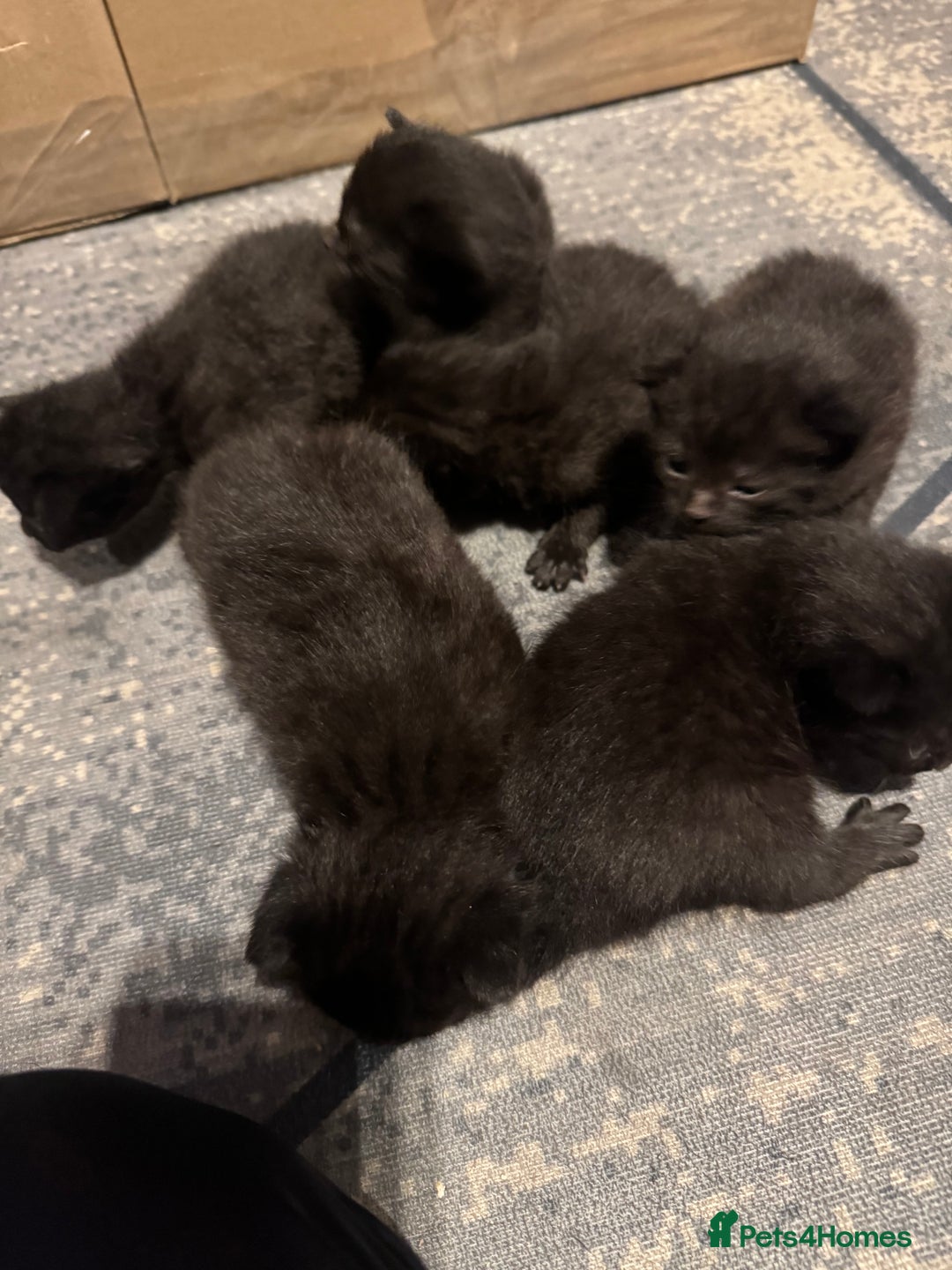 Mixed Breed cats for sale: Kittens  - Advert 4