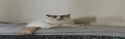 Mixed Breed cats for sale: Cat for sale  - Advert 1