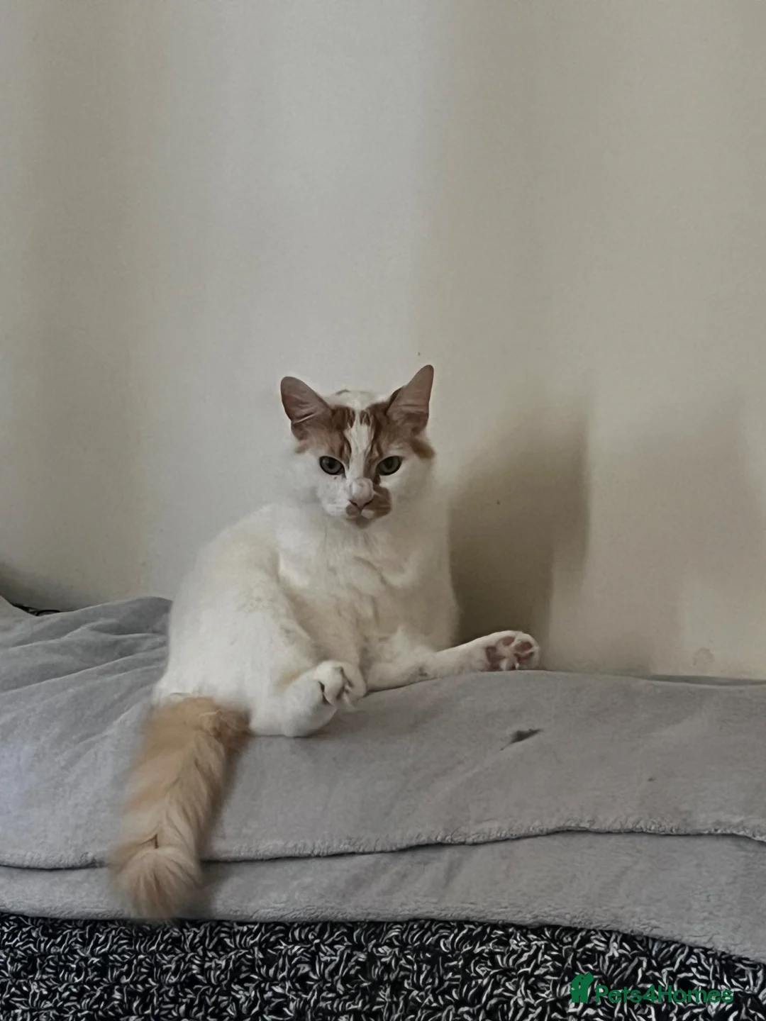 Mixed Breed cats for sale: Cat for sale  - Advert 1