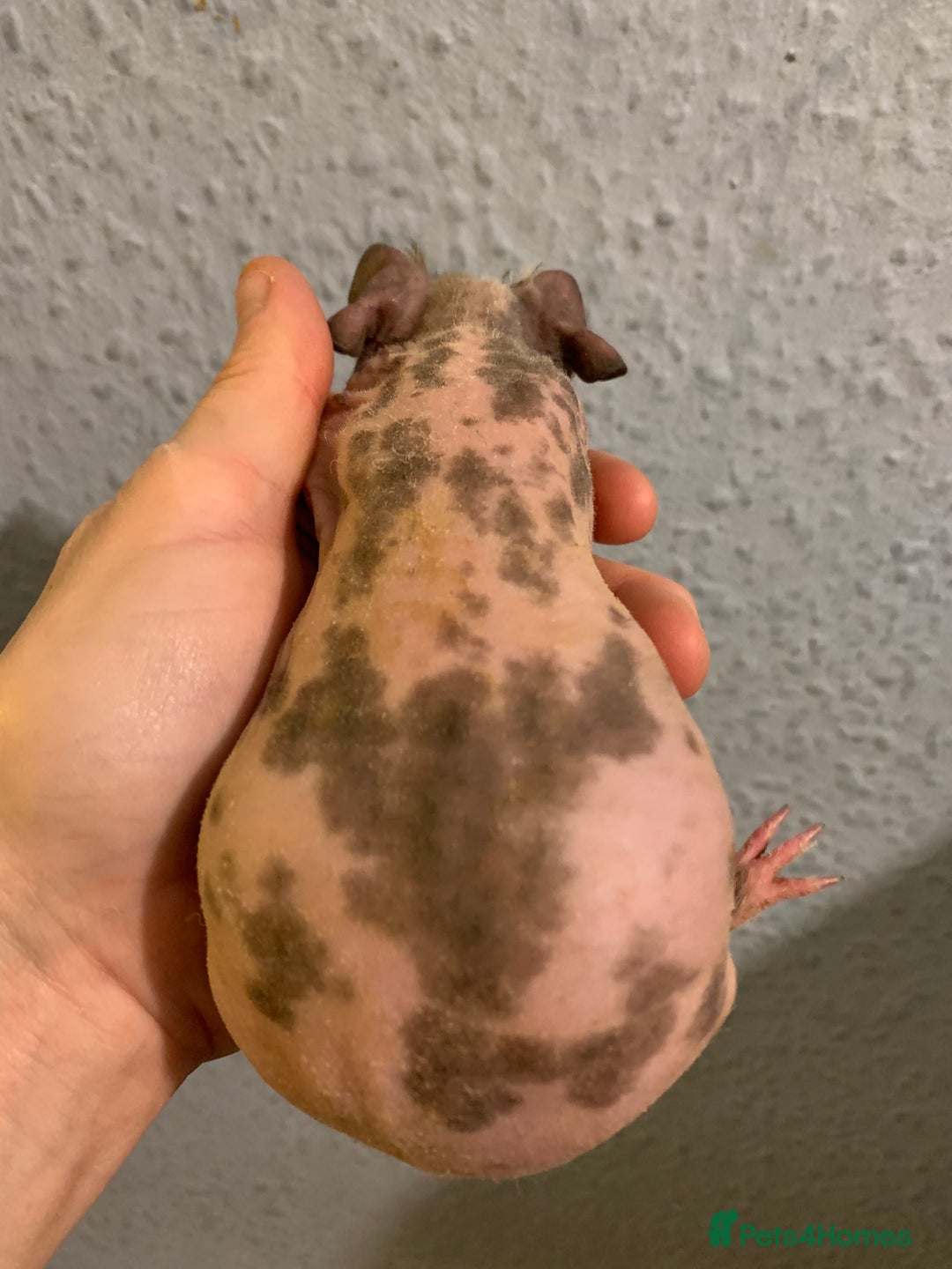 Guinea Pig rodents for sale: Skinny pigs and Skinny Pig Carriers - Advert 32