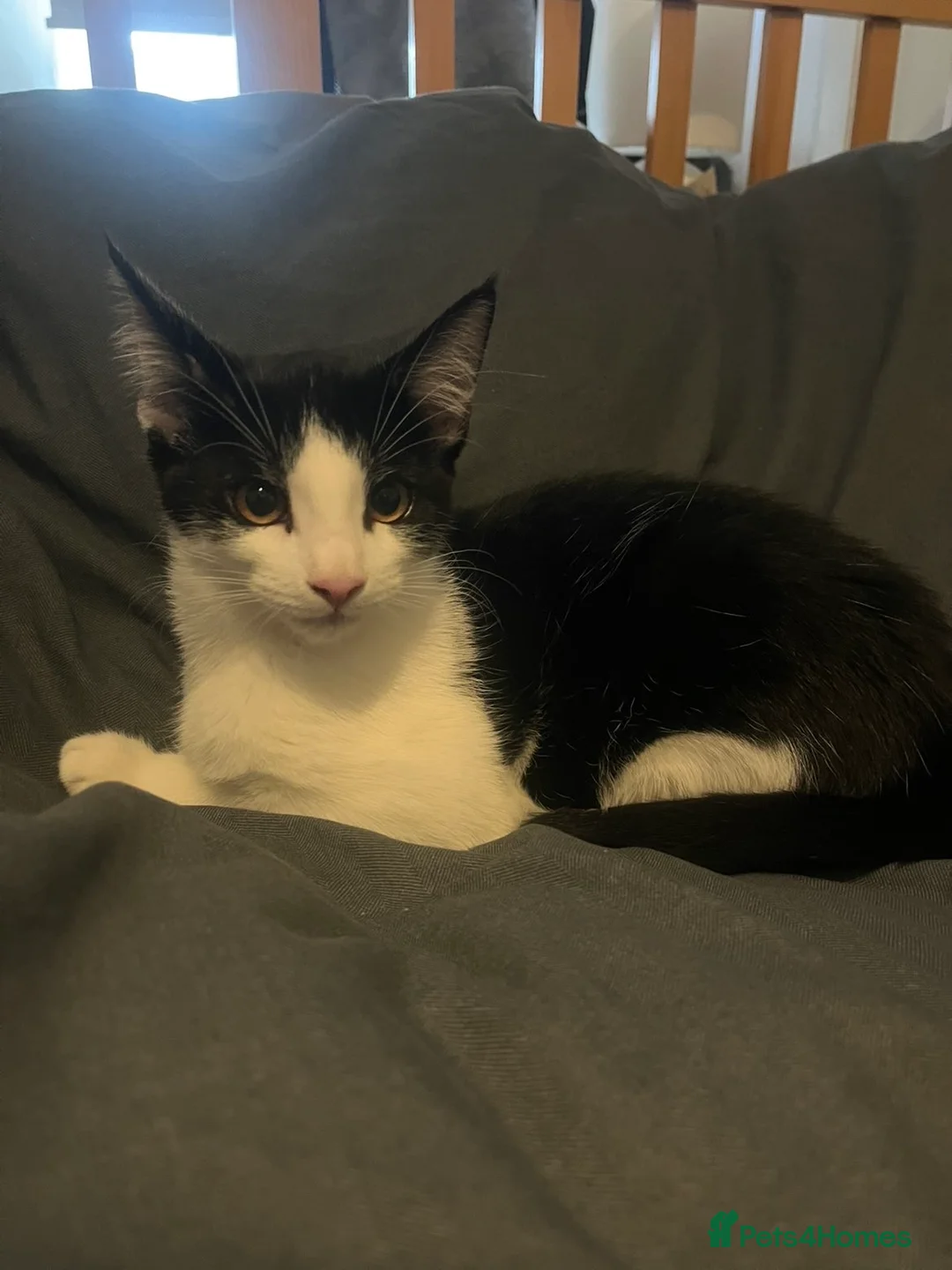 Mixed Breed cats for sale: Mainecoon mix breed in Reading - Advert 2