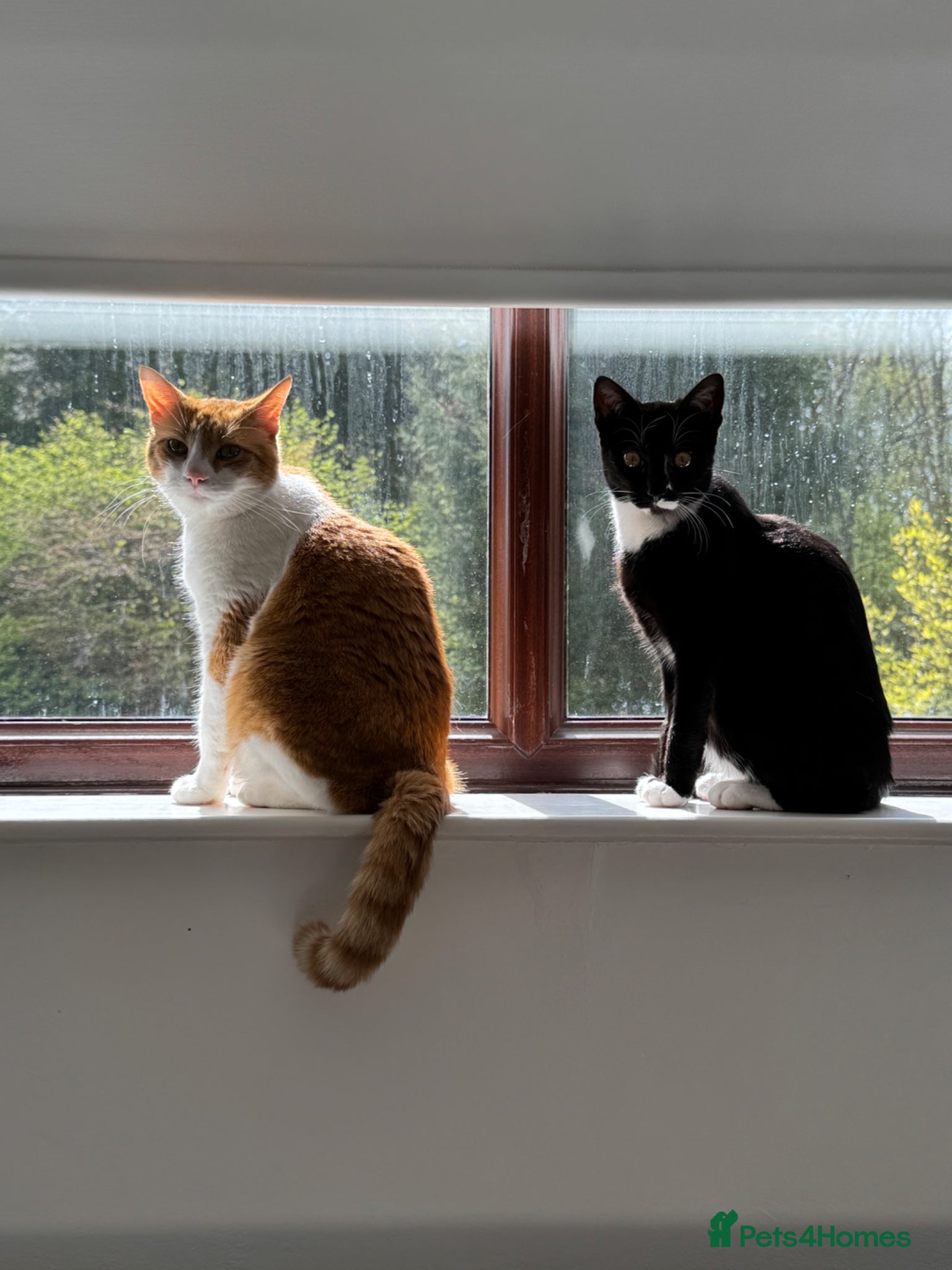 Mixed Breed cats 2x cats for Sale PLEASE READ DESCRIPTION!!!! - Advert 5