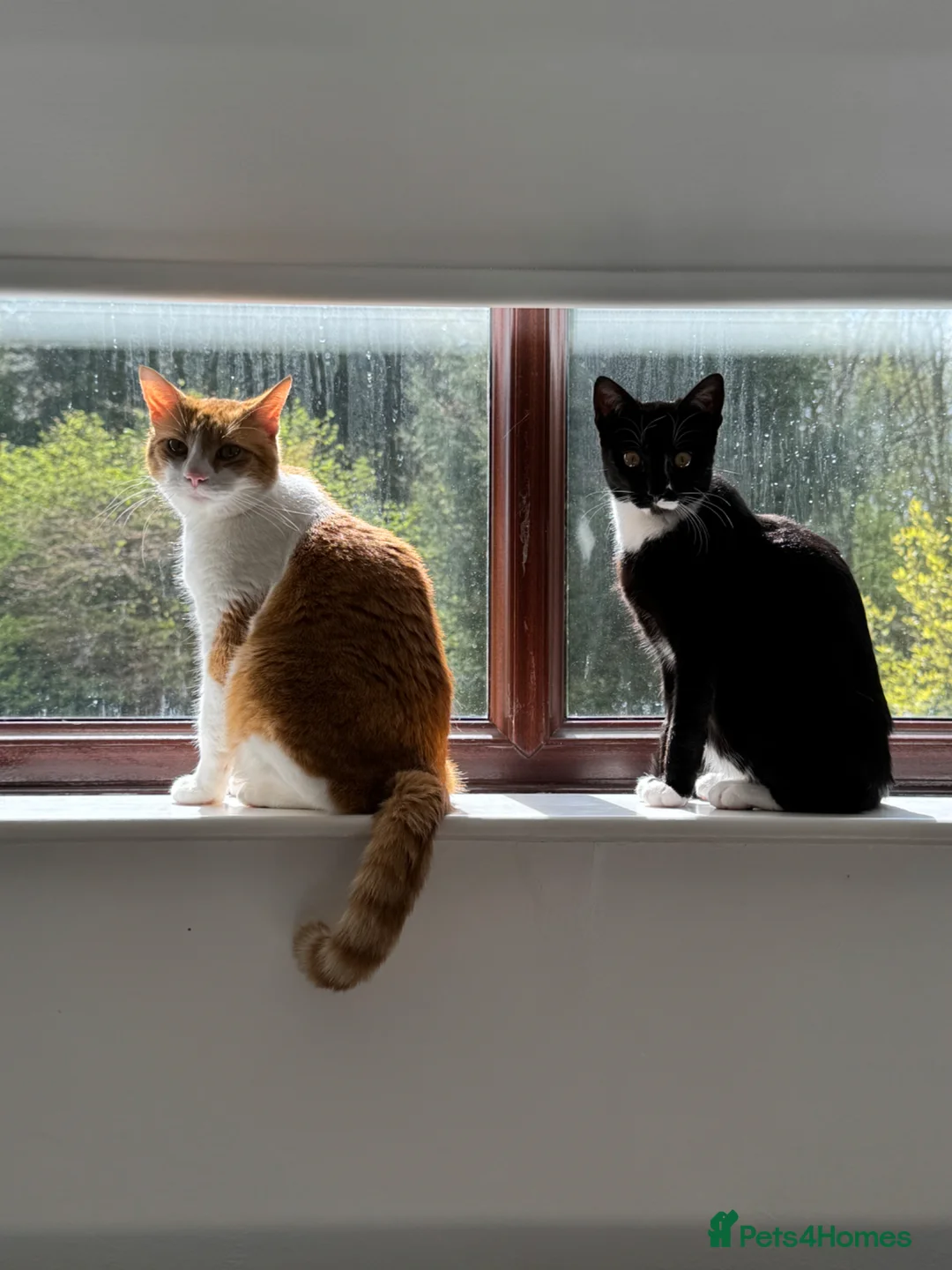 Mixed Breed cats for sale: 2x cats for Sale PLEASE READ DESCRIPTION!!!! - Advert 1