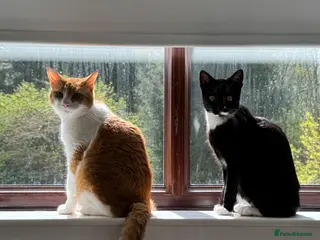 Mixed Breed cats 2x cats for Sale PLEASE READ DESCRIPTION!!!! - Advert 1