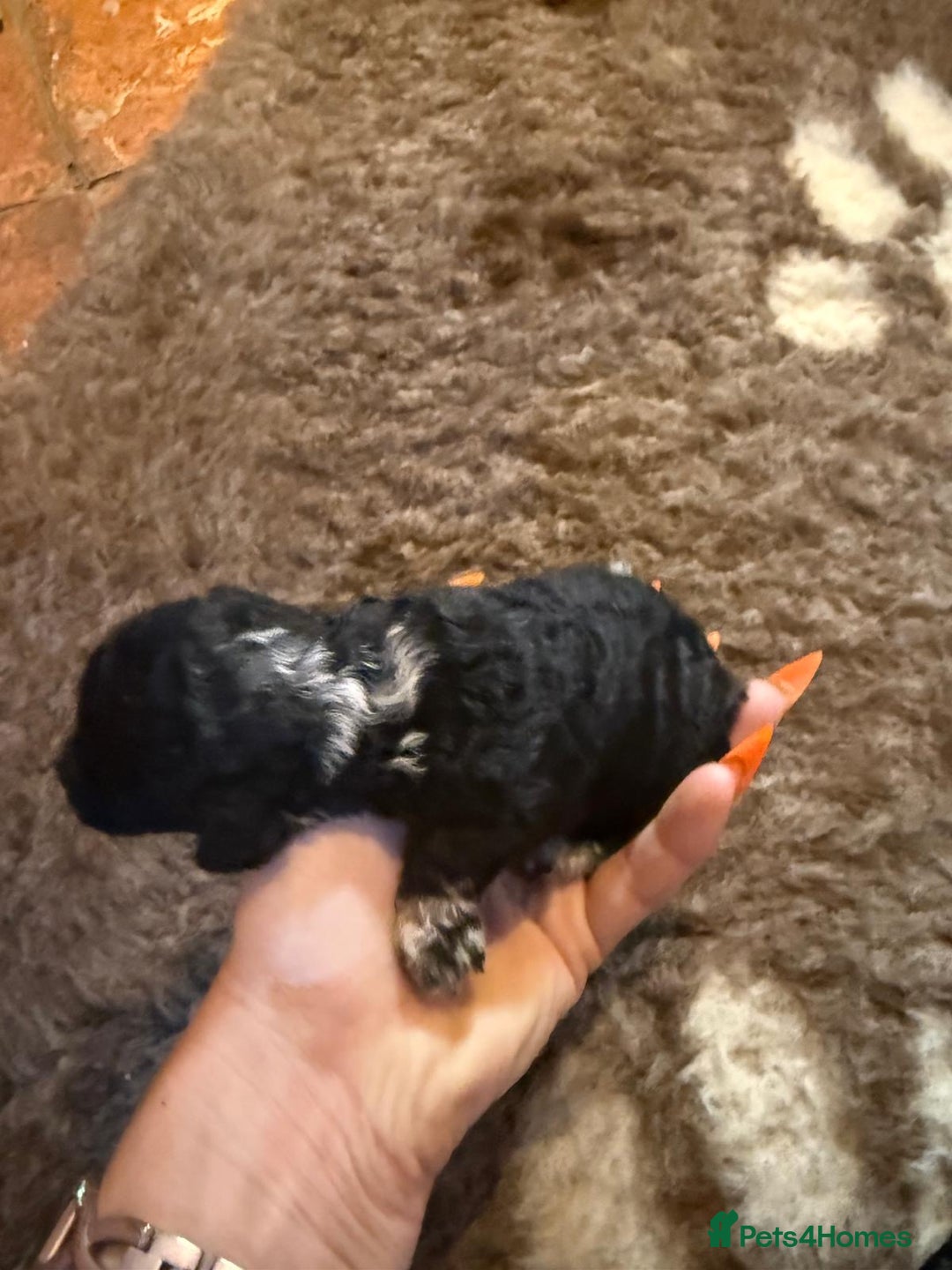 Toy Poodle dogs for sale: Pedigree Toy Poodle puppies, DNA tested parents - Image 31