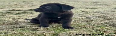 Cane Corso 4