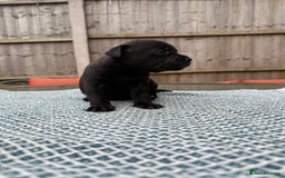 Mixed Breed dogs for sale: Staffordshire bull terrier cross whippets - Image 8