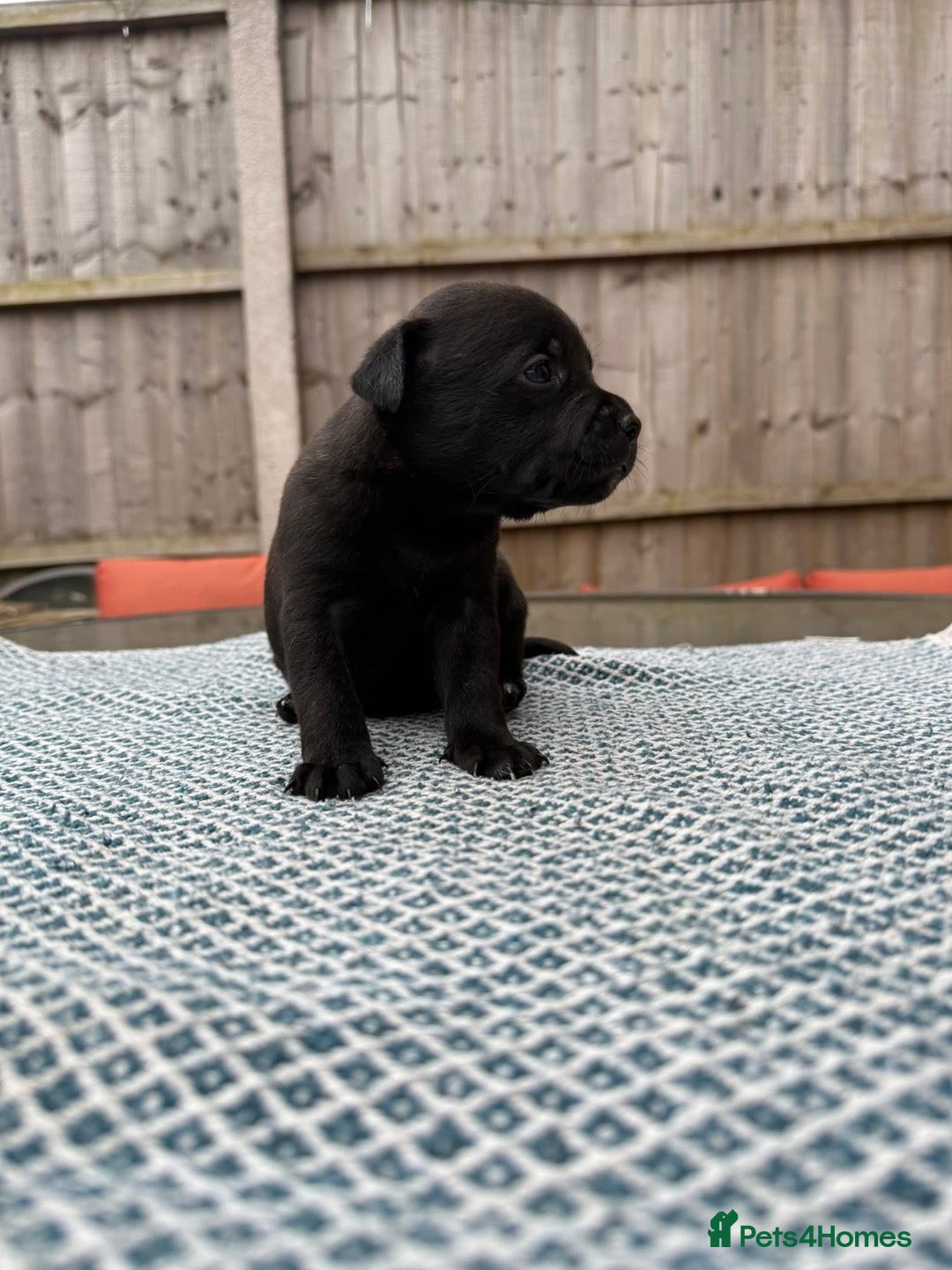 Mixed Breed dogs for sale: Staffordshire bull terrier cross whippets - Image 8