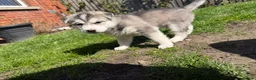 Siberian Husky dogs for sale: Siberian husky pups - Advert 11