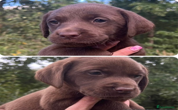 Labrador Retriever dogs - Advert 2