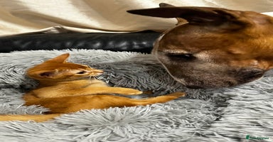 Abyssinian cats Abyssinian kittens  - Advert 14